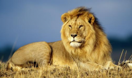 狮子视频,探寻非洲草原霸主的传奇故事